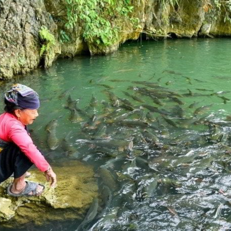 Kinh nghiệm du lịch Suối Cá Thần Cẩm Lương
