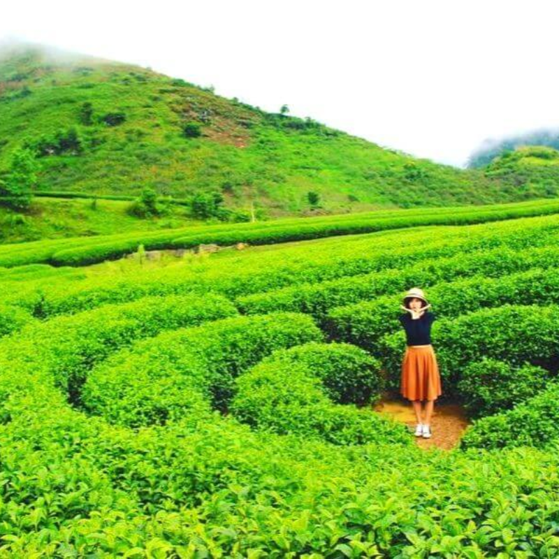 Kinh Nghiệm Đi Đồi Chè Trái Tim Mộc Châu, Review Đồi Chè Trái Tim Mộc Châu