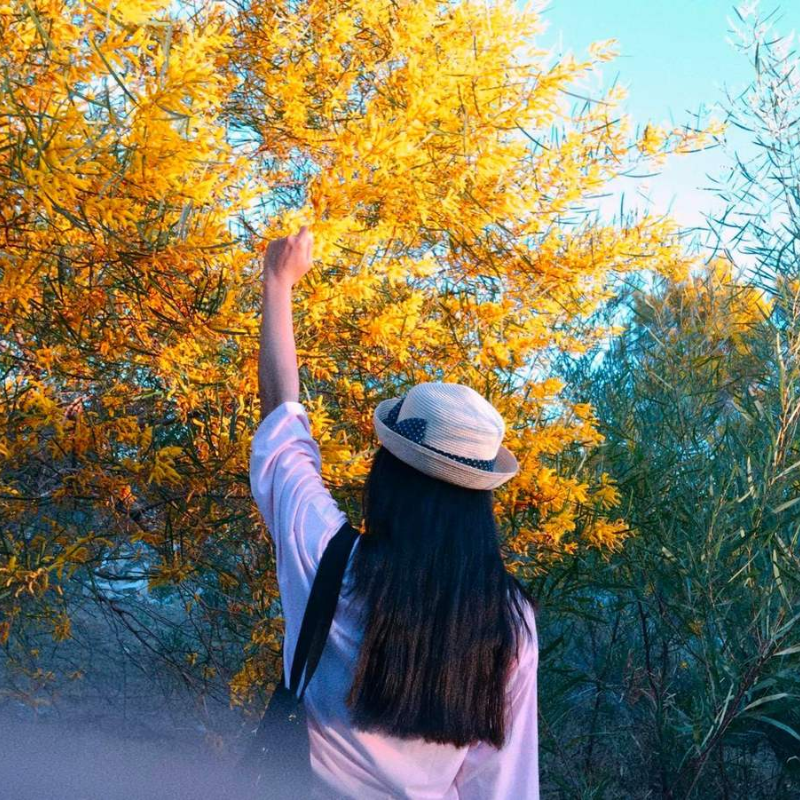 Kinh Nghiệm Khi Tham Quan Rừng Hoa Keo Lá Tràm Phan Thiết

