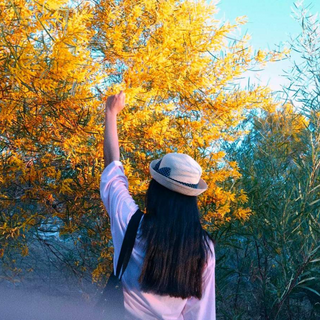 Kinh Nghiệm Khi Tham Quan Rừng Hoa Keo Lá Tràm Phan Thiết
