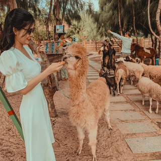 Kinh Nghiệm Khi Tham Quan FLC Zoo Safari Park Quy Nhơn

