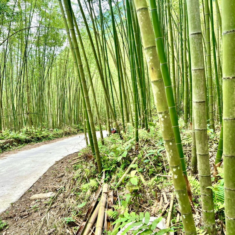 Kinh Nghiệm Khi Tham Quan Rừng Trúc Pù Lầu