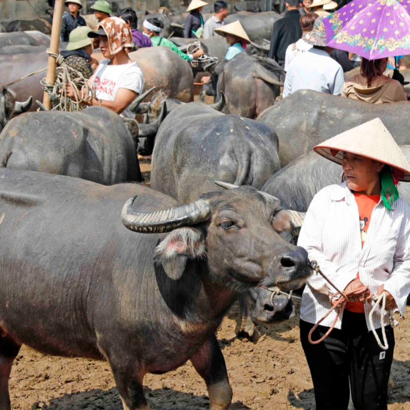 Lịch Sử Hình Thành Chợ Bò Nghiên Loan