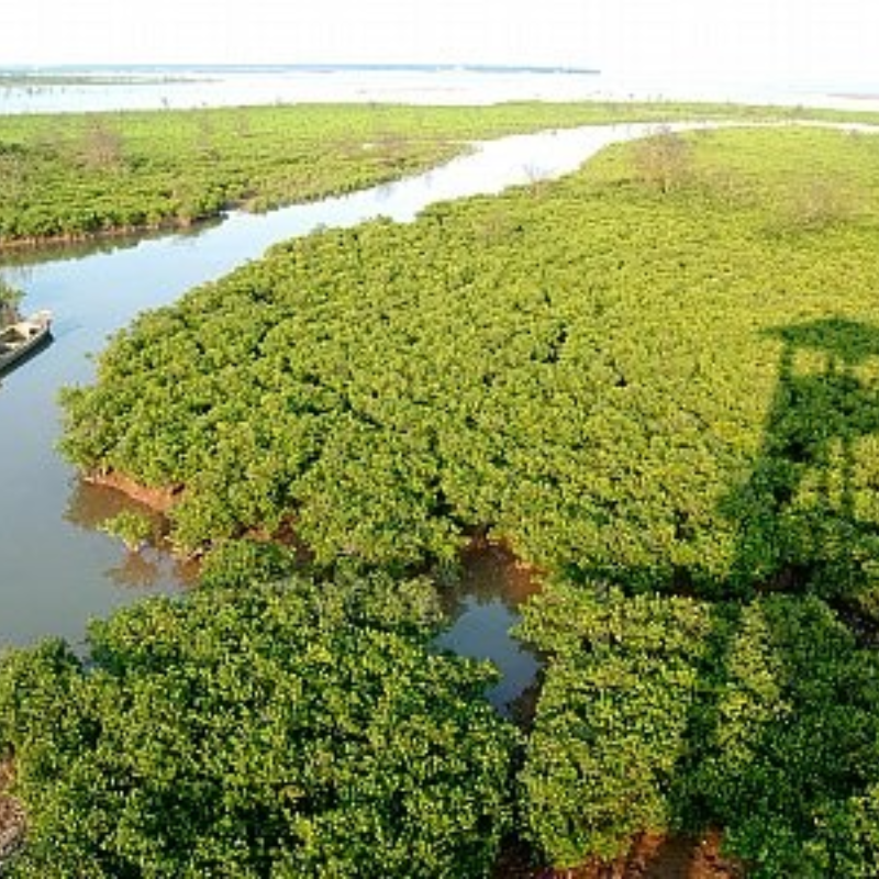 Lịch Sử Vườn Quốc Gia Xuân Thủy: Từ Vùng Đất Ngập Mặn Đến Khu Ramsar Thế Giới
