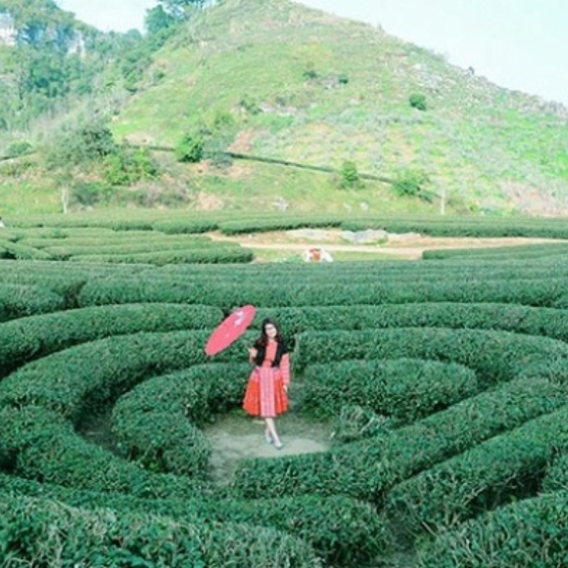 Lịch Sử Đồi Chè Trái Tim Mộc Châu Hình Thành, Thông Tin Về Đồi Chè Trái Tim Mộc Châu