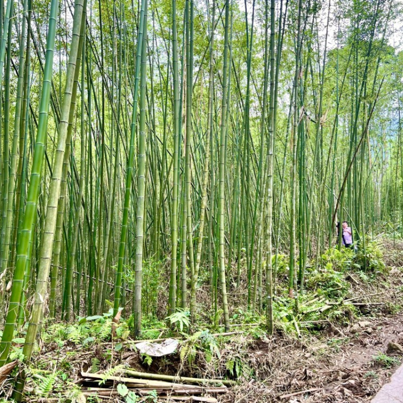 Lịch Sử Hình Thành Rừng Trúc Pù Lầu