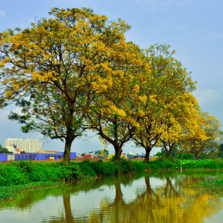 Lịch sử hình thành Đường Hoa Điệp