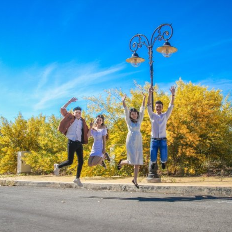 Lịch Sử Hình Thành Rừng Hoa Keo Lá Tràm Phan Thiết
