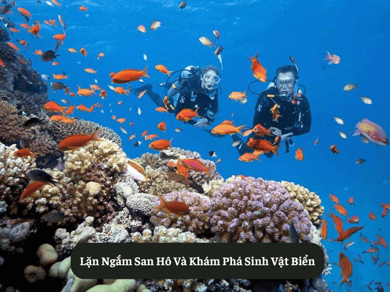 Lặn Ngắm San Hô Và Khám Phá Sinh Vật Biển