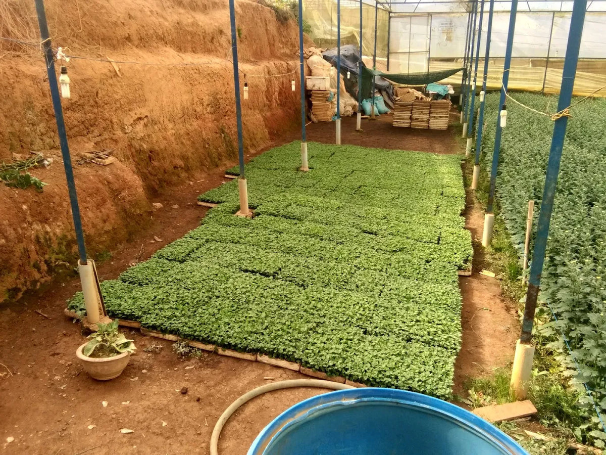 Những Trải Nghiệm Độc Đáo Và Tọa Độ Sống Áo Triệu View