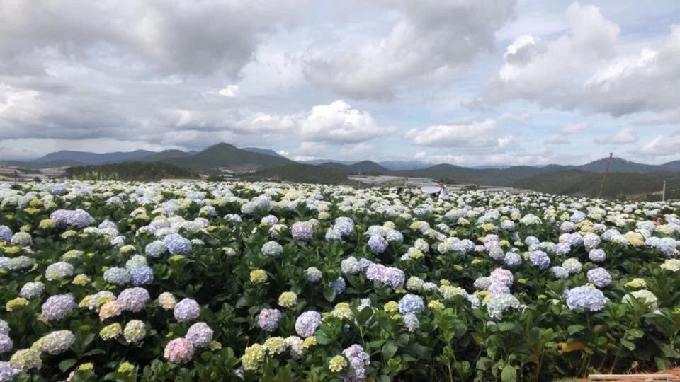 Những Câu Hỏi Thường Gặp Khi Khám Phá Làng Hoa Thái Phiên