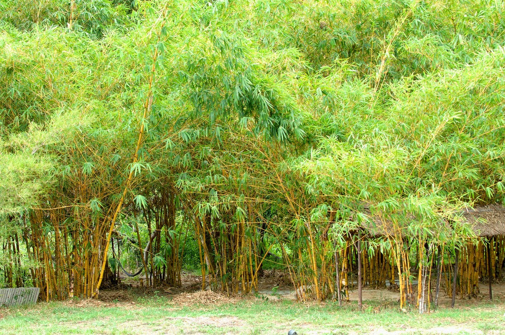 Làng cổ Phong Nam Đà Nẵng