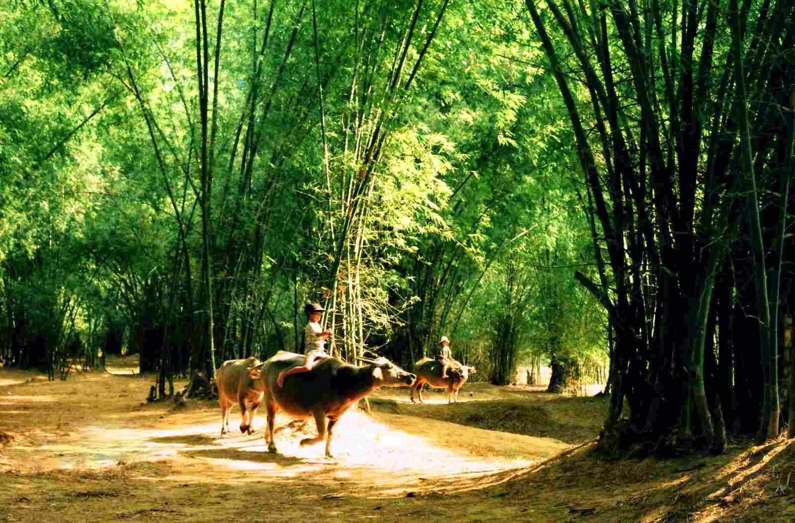 1. Làng cổ Phong Nam có thu phí vào cổng không?