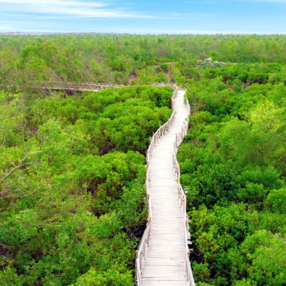 Local Trips .ORG Chuyên Cung Cấp Thông Tin Tìm Kiếm, Địa Điểm Tham Quan Tại Rừng Ngập Mặn Đại Hợp
