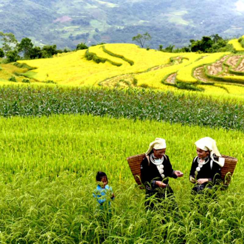 Local Trips .ORG Chuyên Cung Cấp Thông Tin Tìm Kiếm, Địa Điểm Tham Quan Tại Ruộng bậc thang Hồng Thái
