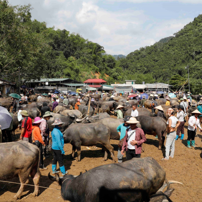 LocalTrips.ORG Chuyên Cung Cấp Thông Tin Tìm Kiếm, Địa Điểm Tham Quan Tại Chợ Bò Nghiên Loan
