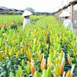 Localtrips.ORG Chuyên Cung Cấp Thông Tin Tìm Kiếm, Địa Điểm Tham Quan Tại Làng Hoa Tây Tựu
