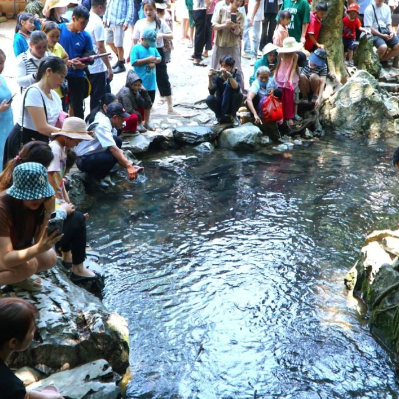 Local Trips.ORG Chuyên Cung Cấp Thông Tin Tìm Kiếm, Địa Điểm Tham Quan Tại Suối Cá Thần Cẩm Lương