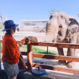 Local Trips .ORG Chuyên Cung Cấp Thông Tin Tìm Kiếm, Địa Điểm Tham Quan Tại FLC Zoo Safari Park Quy Nhơn
