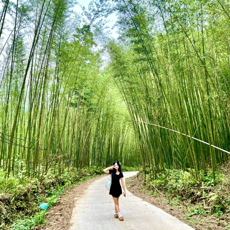 LocalTrips.ORG Chuyên Cung Cấp Thông Tin Tìm Kiếm, Địa Điểm Tham Quan Tại Rừng Trúc Pù Lầu