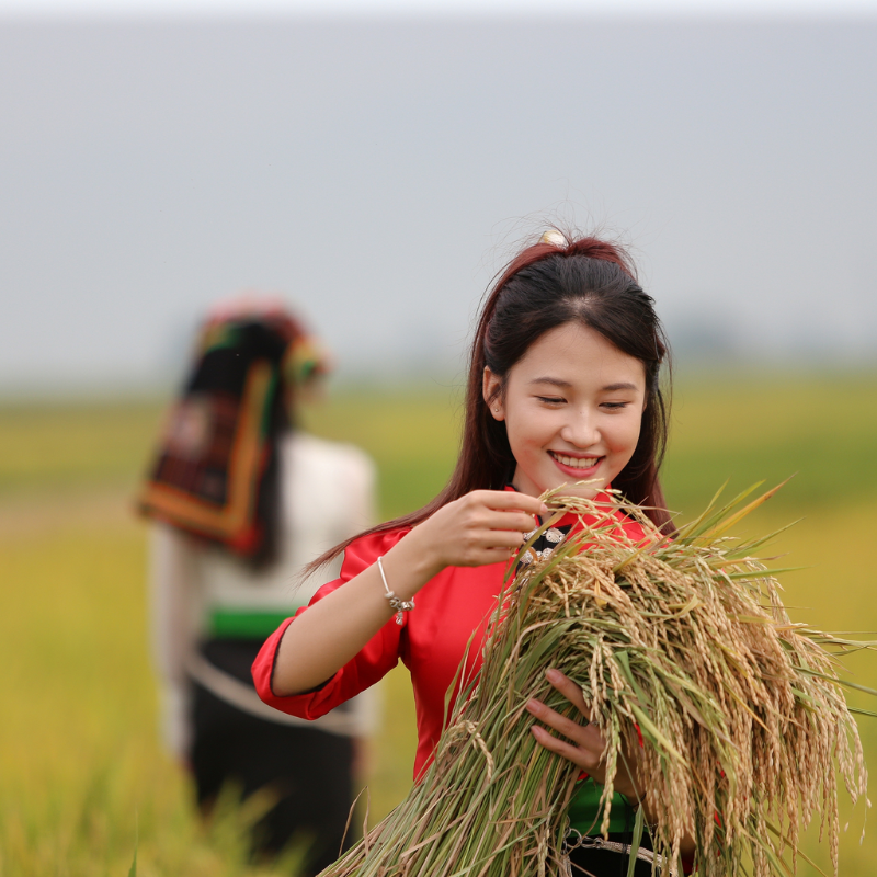 LocalTrips.ORG Chuyên Cung Cấp Thông Tin Tìm Kiếm, Địa Điểm Tham Quan Tại Cánh Đồng Mường Lò
