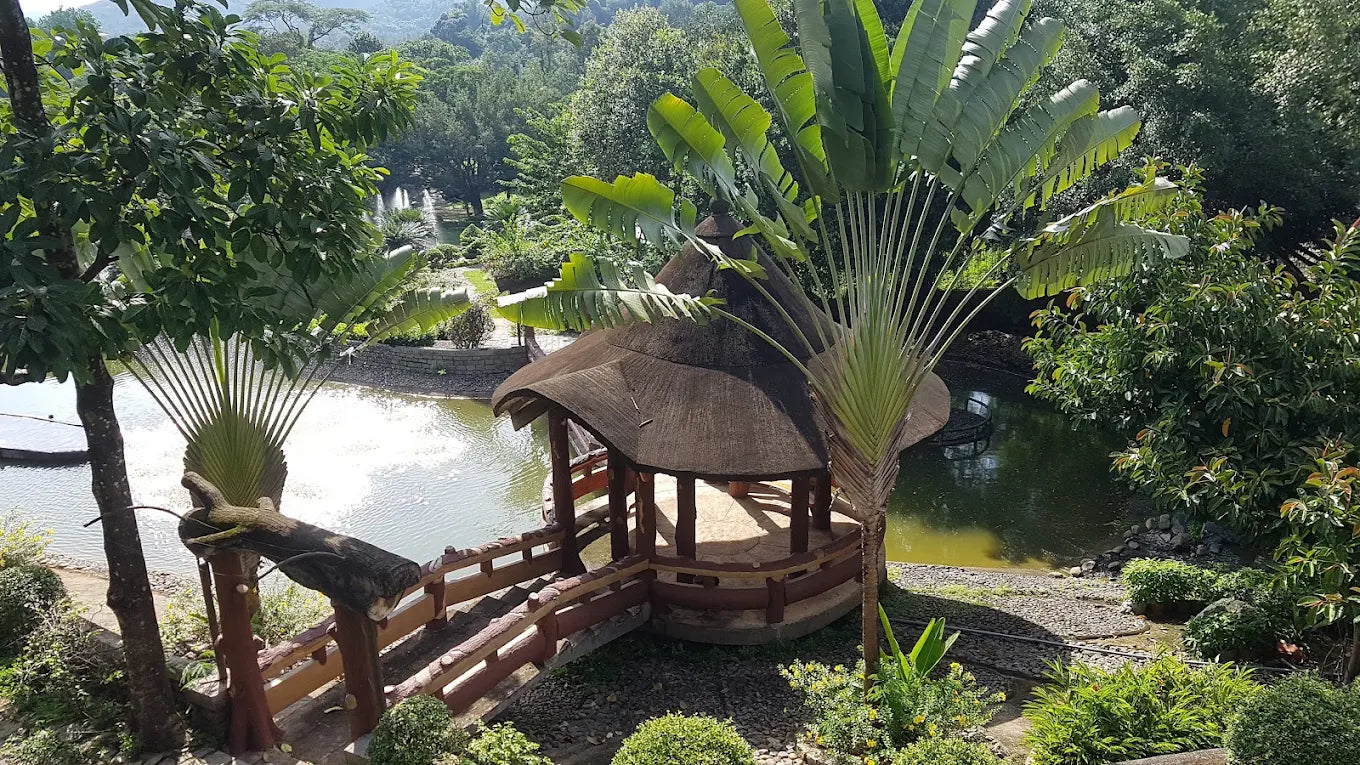 Những Trải Nghiệm Độc Đáo Tại Madagui Forest City