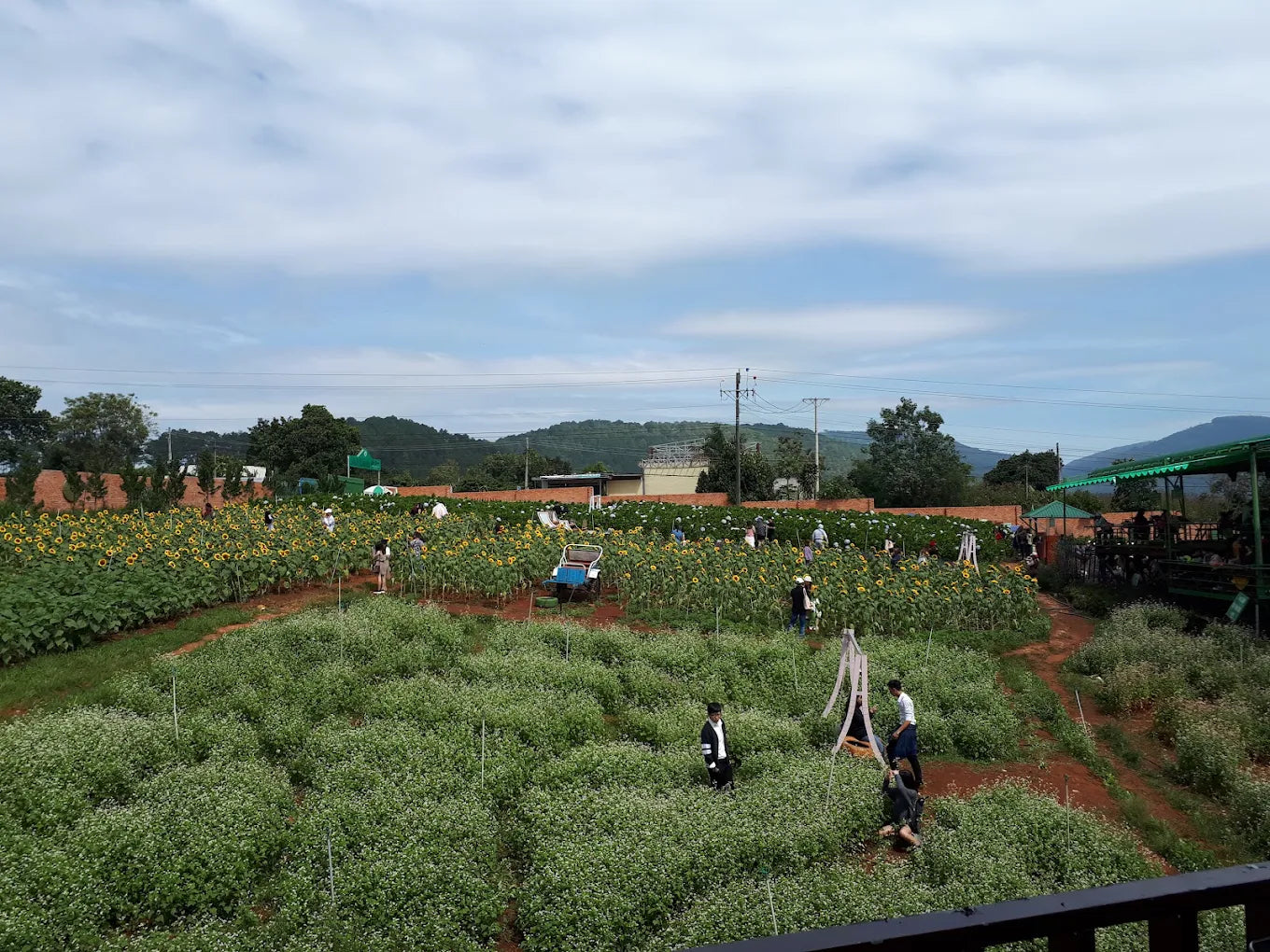 Mê Linh Coffee Garden Đà Lạt: Tọa Độ Săn Mây Và Cà Phê View Triệu Đô