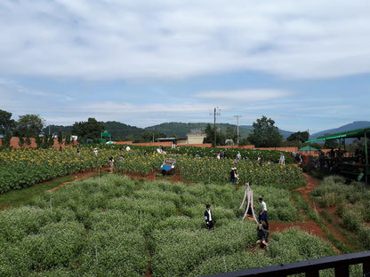 Mê Linh Coffee Garden Đà Lạt: Tọa Độ Săn Mây Và Cà Phê View Triệu Đô