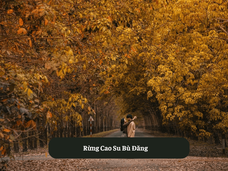 Rừng Cao Su Bù Đăng