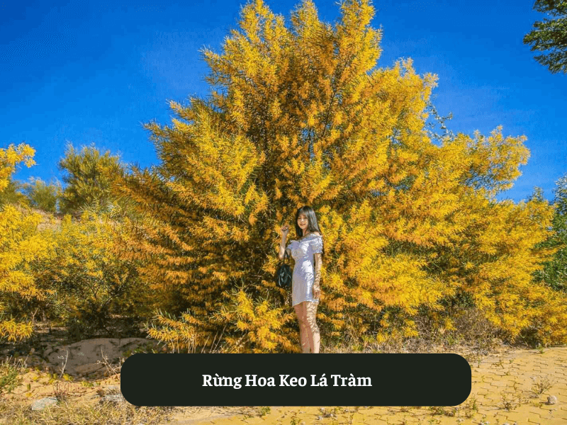 Rừng Hoa Keo Lá Tràm