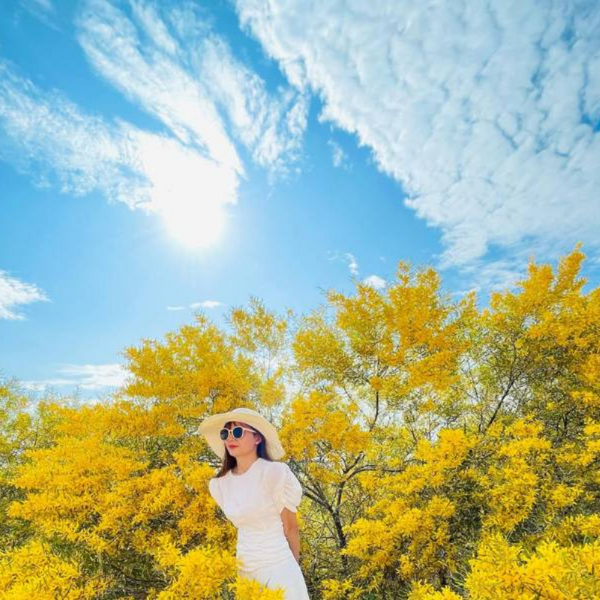 Rừng Hoa Keo Lá Tràm Phan Thiết