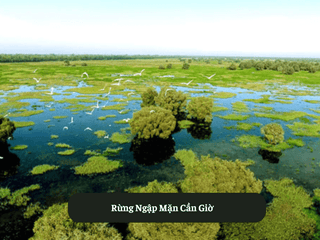  Rừng Ngập Mặn Cần Giờ 
