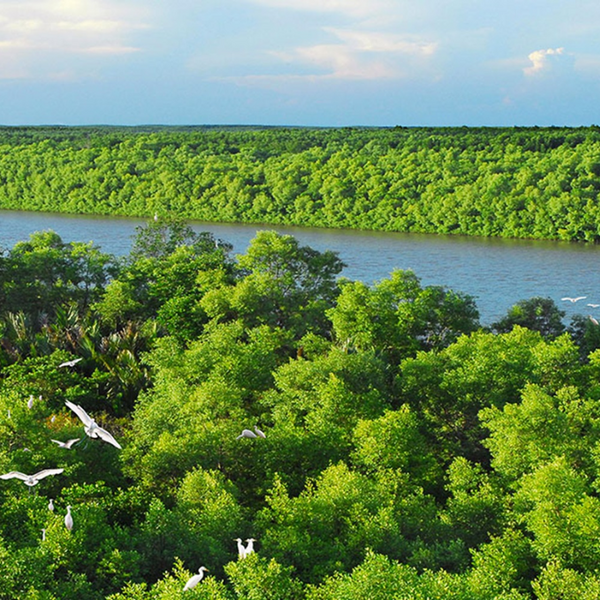 Rừng Ngập Mặn Đại Hợp