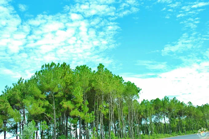 Localtrips.ORG – Chuyên Gia Tư Vấn Du Lịch Sinh Thái
