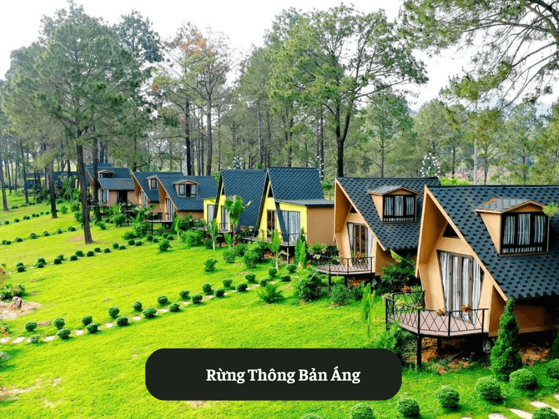 Rừng Thông Bản Áng