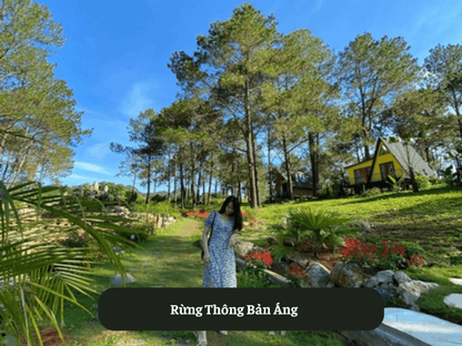 Rừng Thông Bản Áng