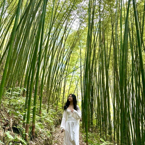 Rừng Trúc Pù Lầu