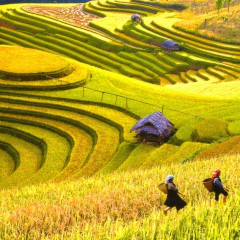 Ruộng bậc thang Hoàng Su Phì