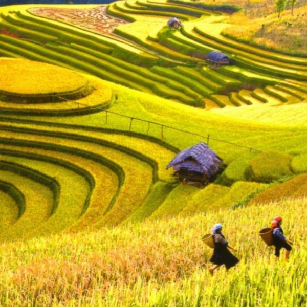 Ruộng bậc thang Hoàng Su Phì