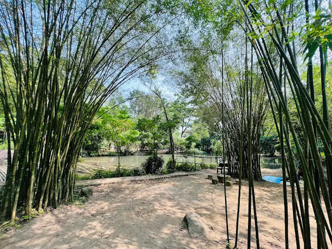 Son Tra Tinh Vien Da Nang