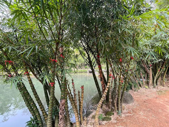 Son Tra Tinh Vien Da Nang