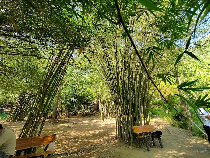 Son Tra Tinh Vien Da Nang