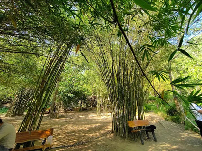 Son Tra Tinh Vien Da Nang