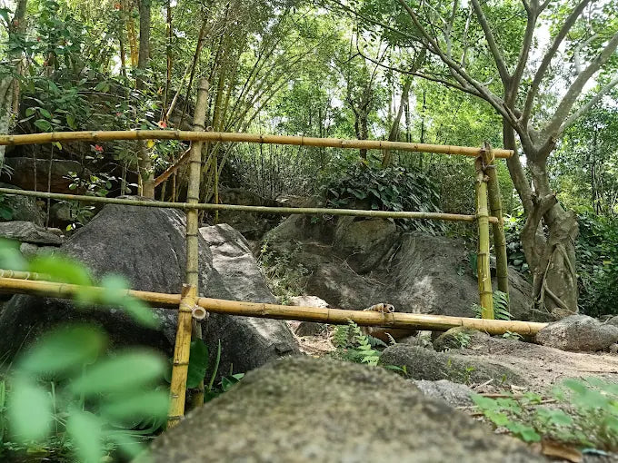 Sơn Trà Tịnh Viên: "Khu Bảo Tồn Tre Trúc" Độc Nhất Vô Nhị – Hành Trình Tìm Về Bản Nguyên Tại Phường Sơn Trà