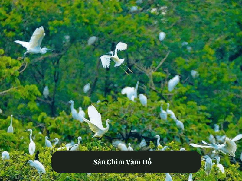 Sân Chim Vàm Hồ