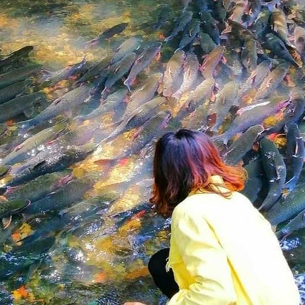 Suối Cá Thần Cẩm Lương