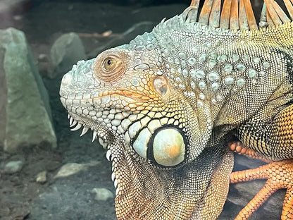 Saigon Zoo and Botanical Garden