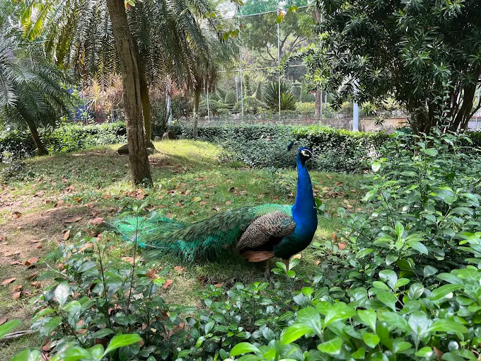 Saigon Zoo and Botanical Garden