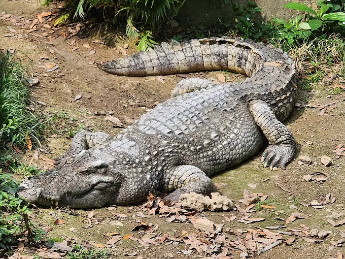 Saigon Zoo and Botanical Garden