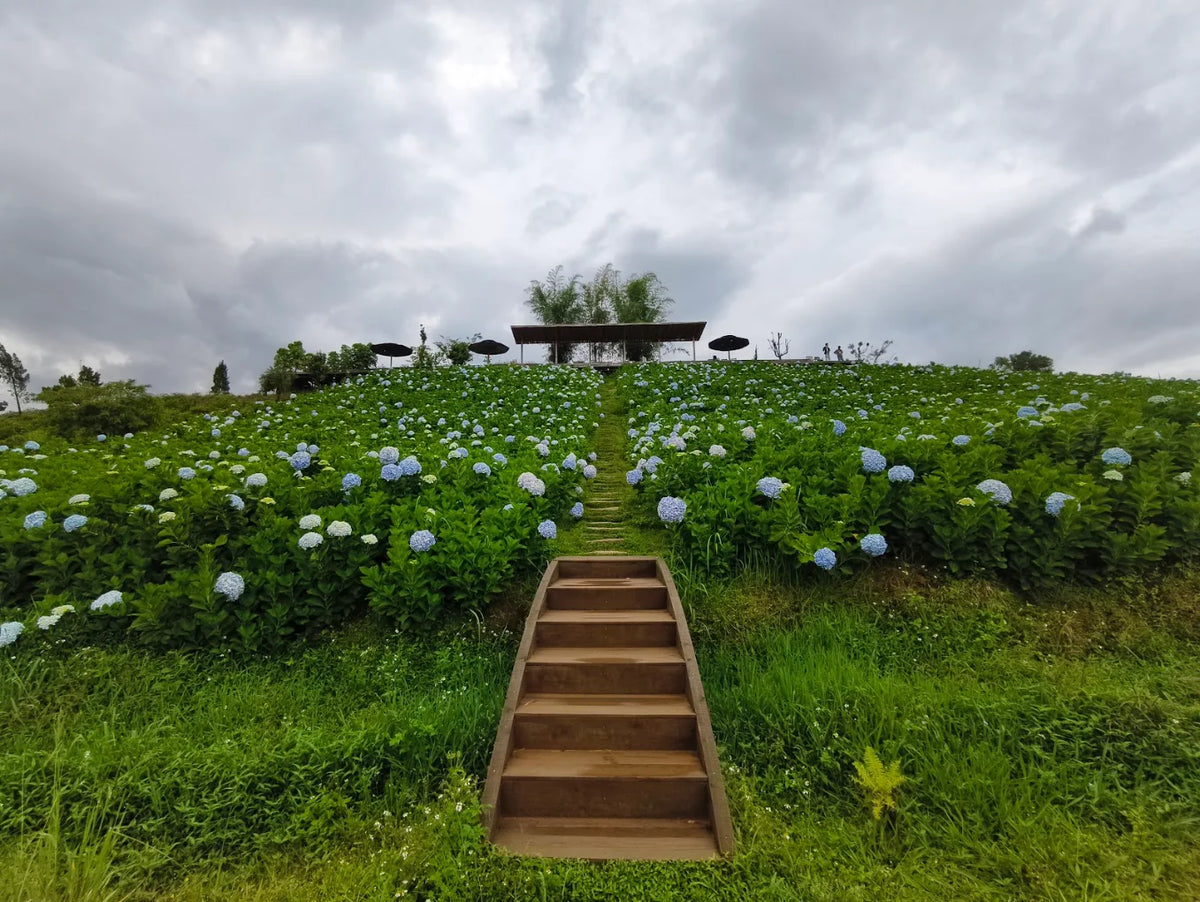 The Florest Hoa Trong Rừng Đà Lạt